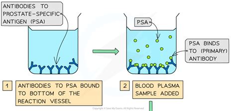 elisa test a level biology|elisa test save my exams.